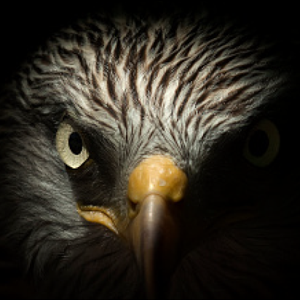 Fierce Hawk